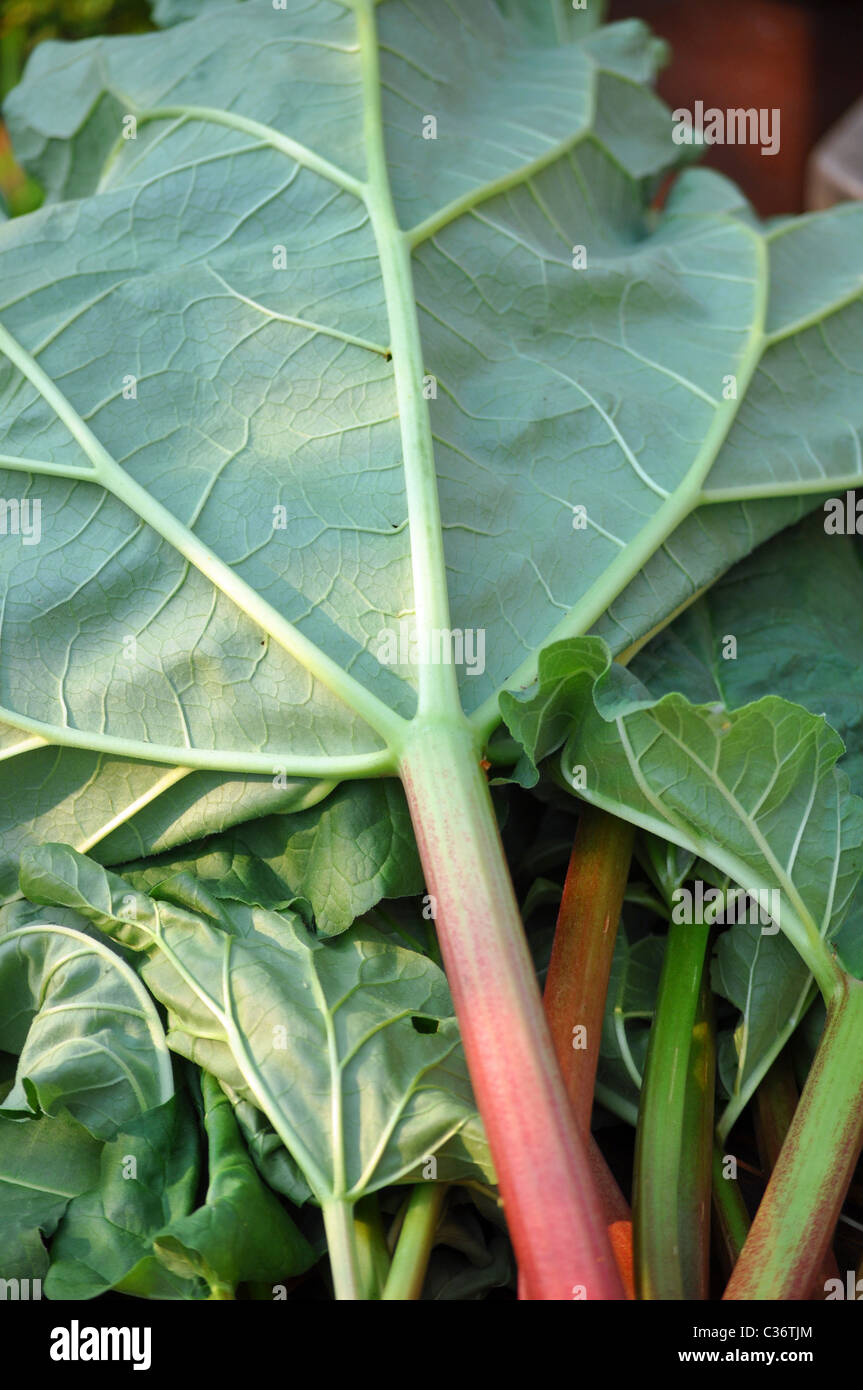 Bâtonnets de rhubarbe Banque D'Images