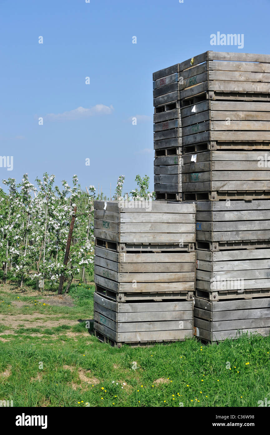 Caisses en bois empilées dans la moitié-standard pommier (Malus domestica) verger floraison au printemps, la Hesbaye, Belgique Banque D'Images