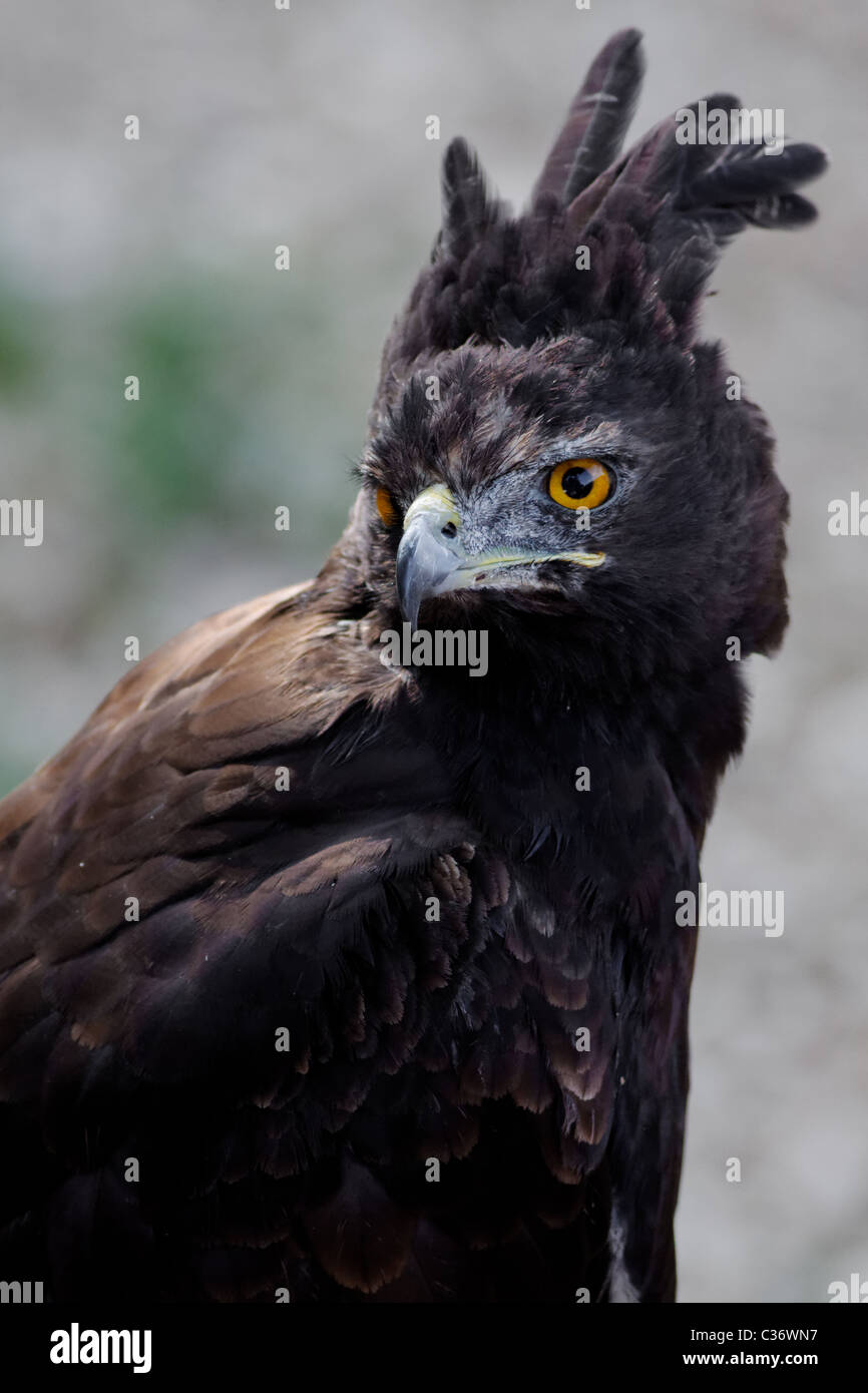 Aigle huppard / Long-crested Eagle (Lophaetus occipital) Banque D'Images