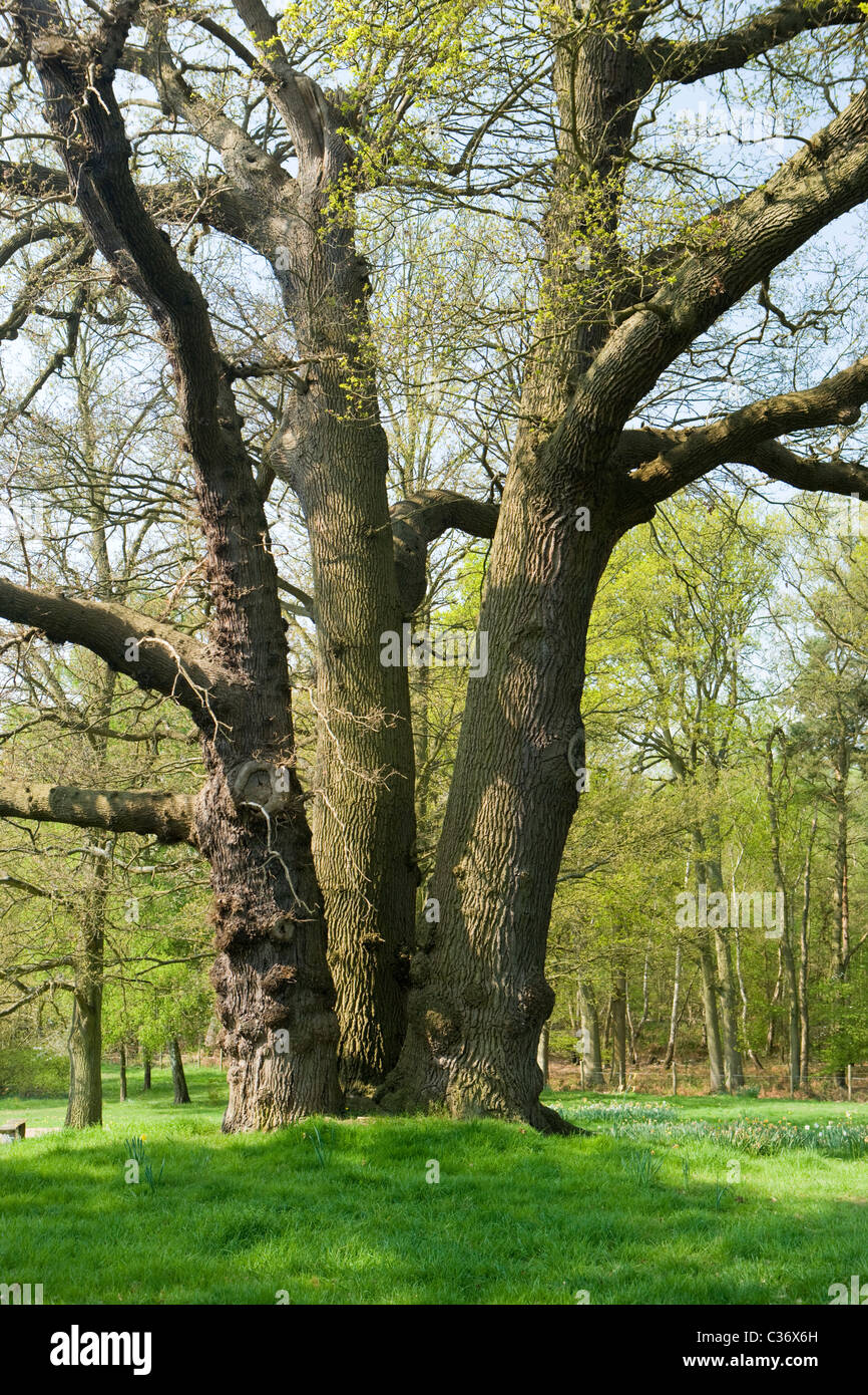 De grands chênes avec de multiples troncs, Surrey, UK Banque D'Images