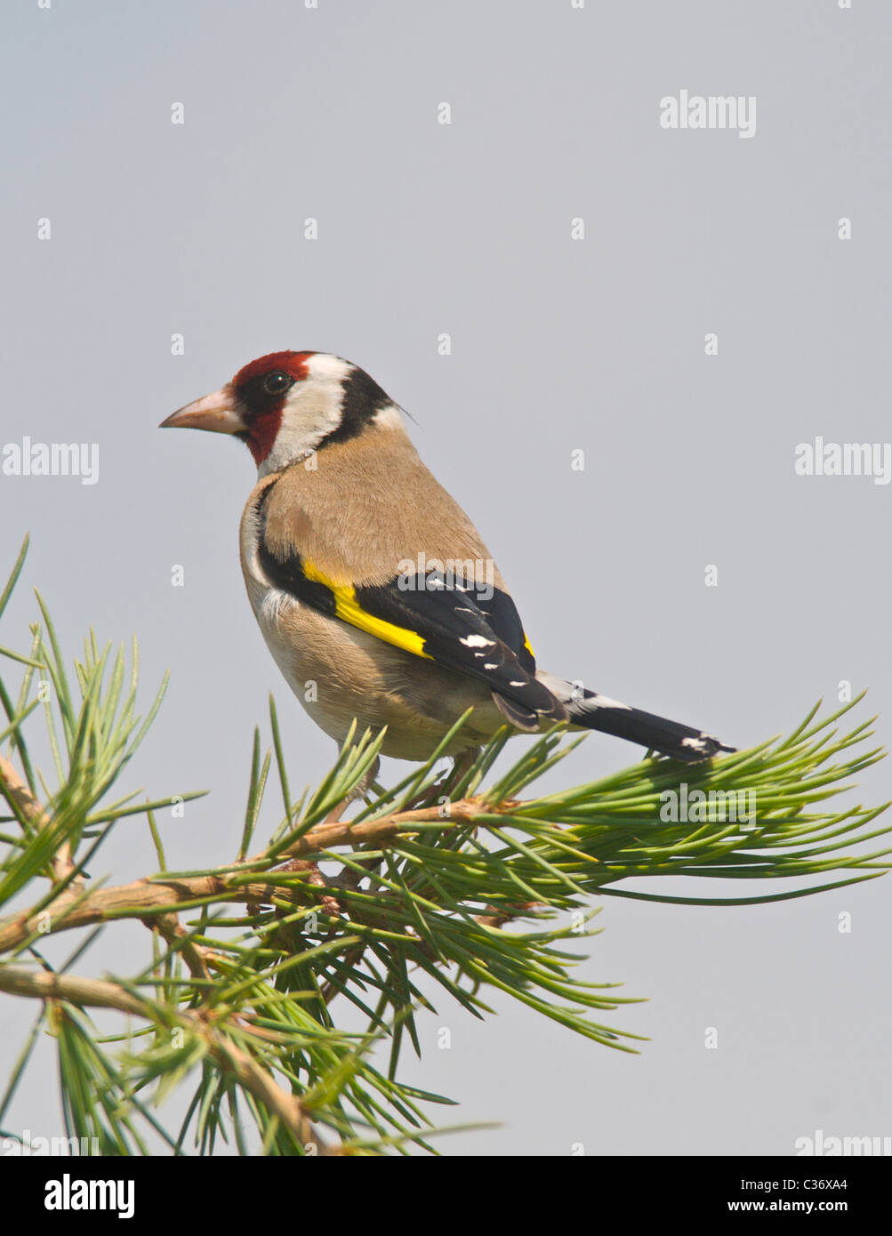 C'est un chardonneret jaune (Carduelis carduelis) un résident du Royaume-Uni d'oiseaux colorés du jardin. Banque D'Images