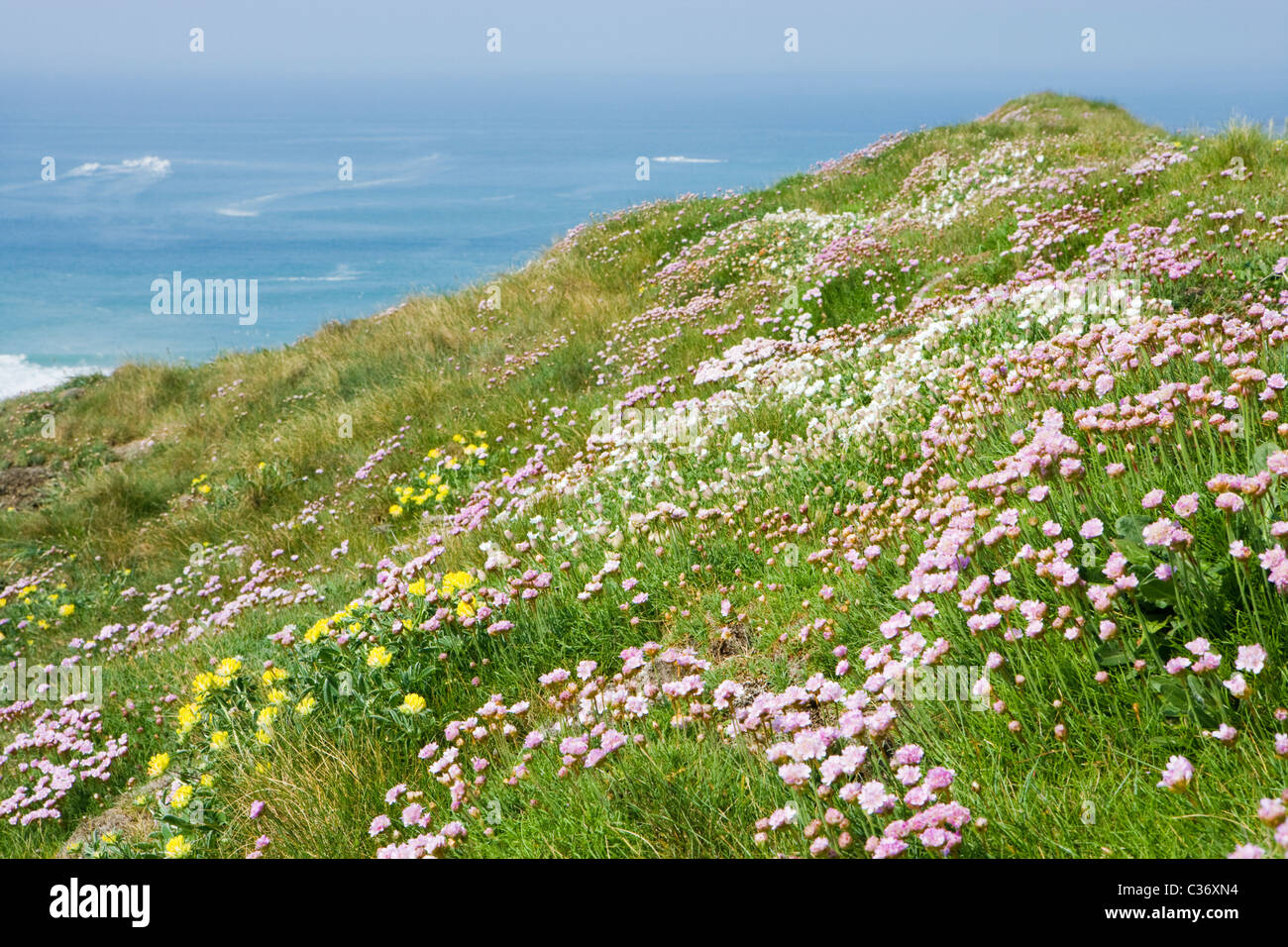 Clifftop fleurs. L'économie, de la mer et la vesce Rein Campion. Cornwall, UK Banque D'Images