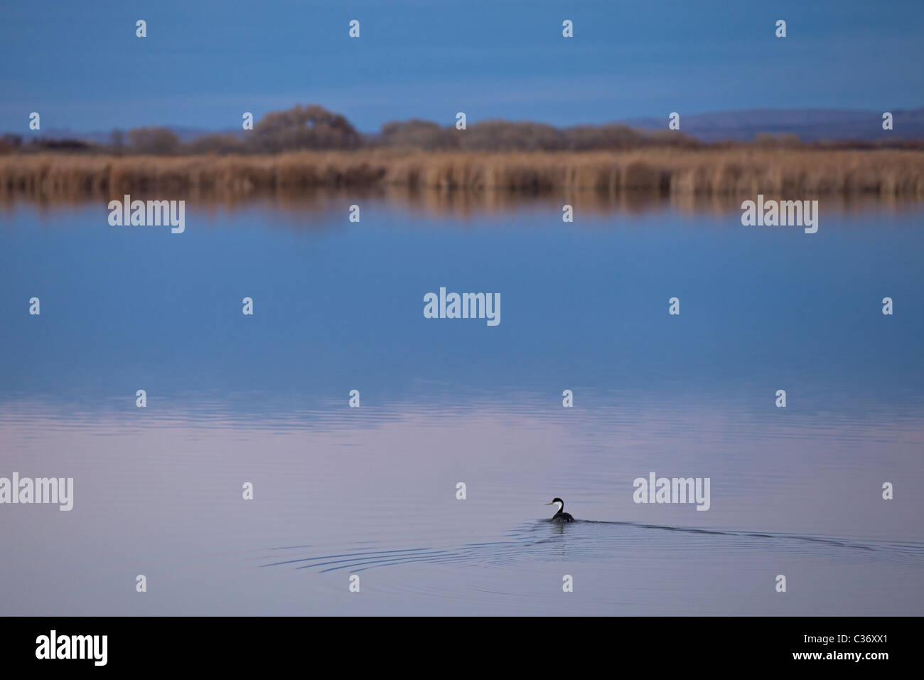 Grèbe élégant (Aechmophorus occidentalis) Natation au crépuscule Bosque del Apache National Wildlife Refuge, Nouveau Mexique, USA. Banque D'Images