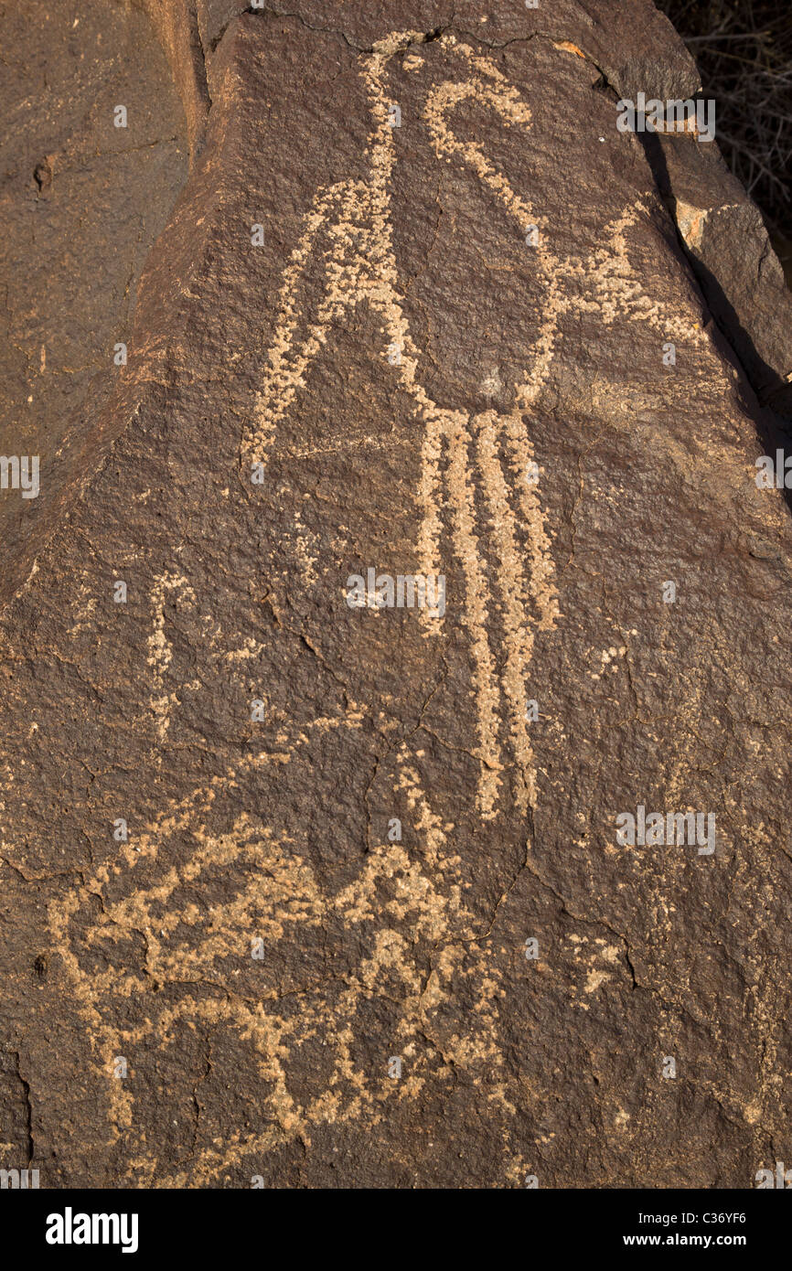 American Indian petroglyph représentant un ara à Petroglyph National Monument, Albuquerque, Nouveau Mexique, USA. Banque D'Images