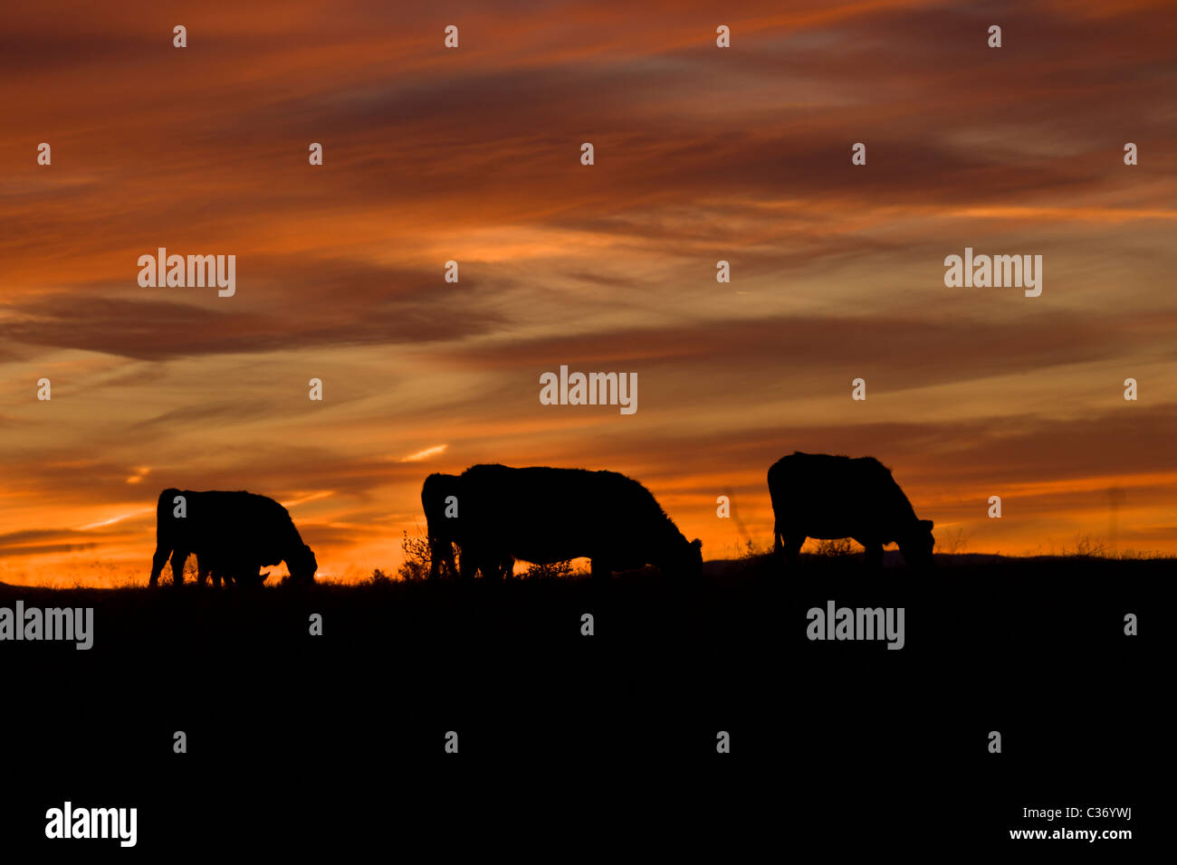 Silhouette de pâturage des troupeaux de bovins au coucher du soleil dans la région de Socorro County, Nouveau Mexique, USA. Banque D'Images