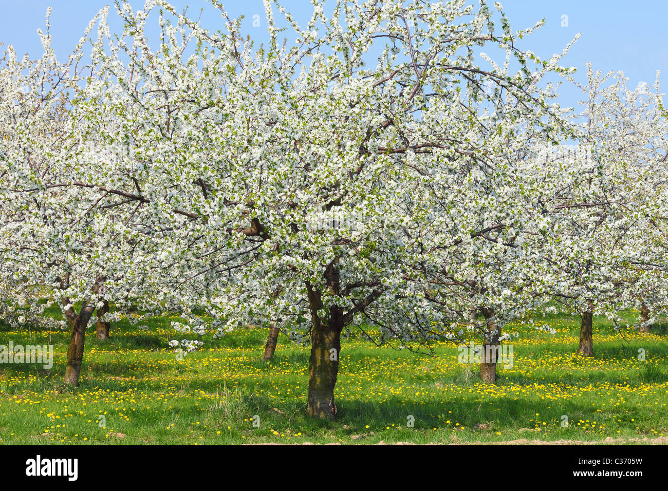 Cerisiers en fleurs printemps Cherry Orchard Banque D'Images