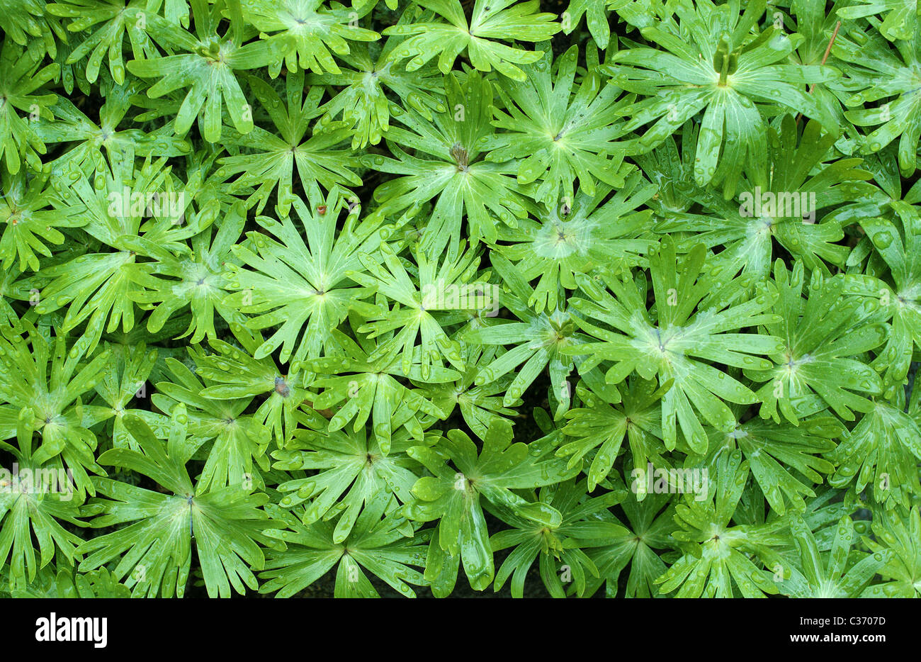 Aconit d'hiver Eranthis hyemalis feuilles vert printemps Banque D'Images