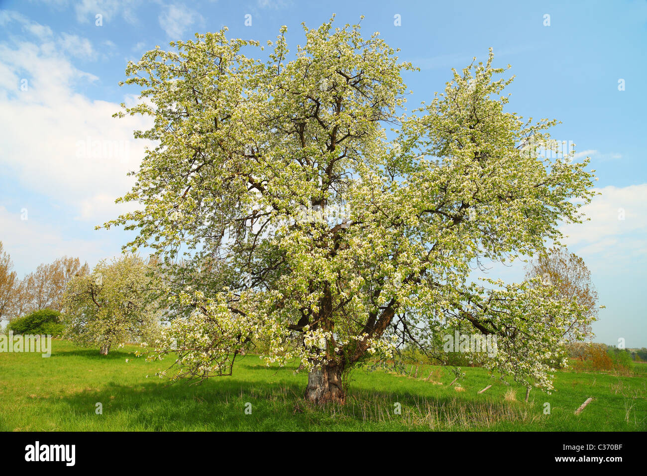 Vieux cerisiers fleurissent dans une journée ensoleillée de printemps Banque D'Images