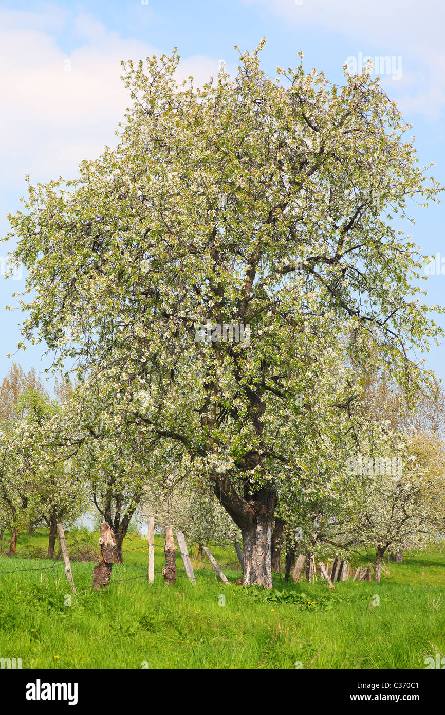 Vieux cerisiers fleurissent dans une journée ensoleillée de printemps Banque D'Images