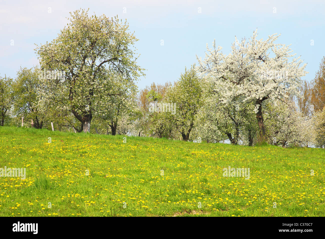 Vieux cerisier qui fleurit sur une prairie de printemps Banque D'Images