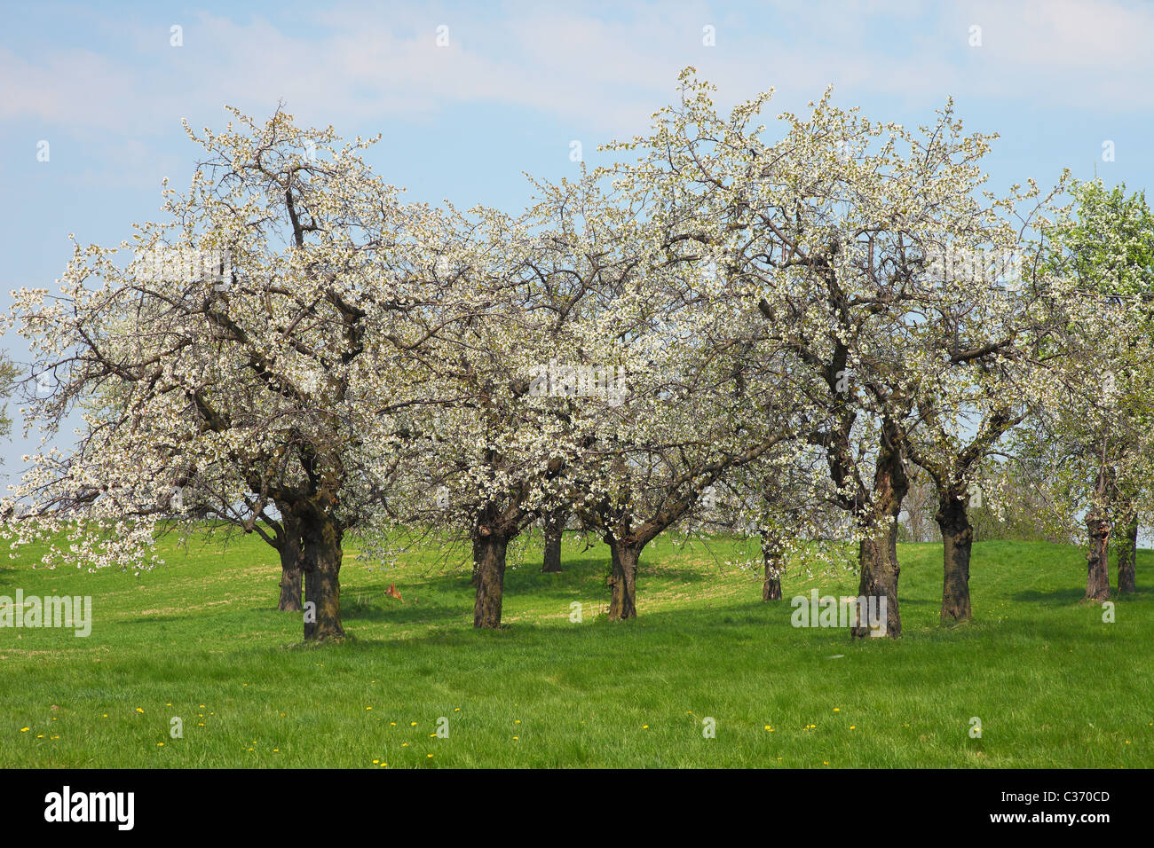 Vieux cerisiers fleurir sur une prairie de printemps Banque D'Images