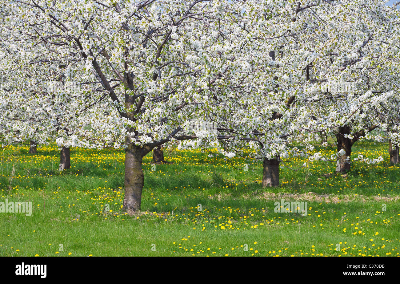 Cerisiers en fleurs printemps Cherry Orchard Banque D'Images