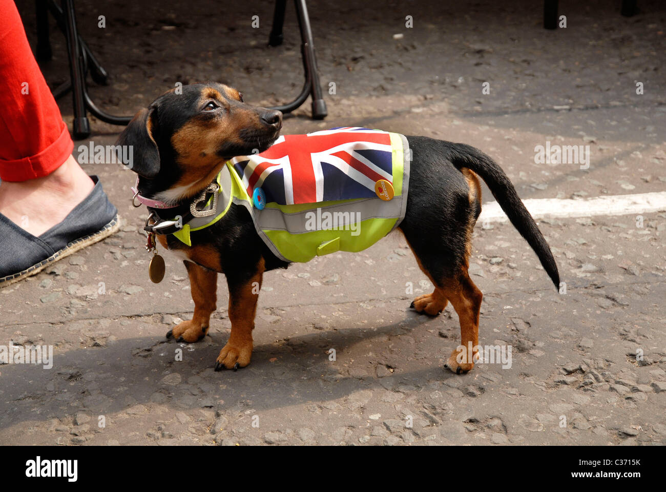 Chaque chien a son jour-ce un à la fête de quartier de Soho , W1, Londres, 29-04-2011 Banque D'Images