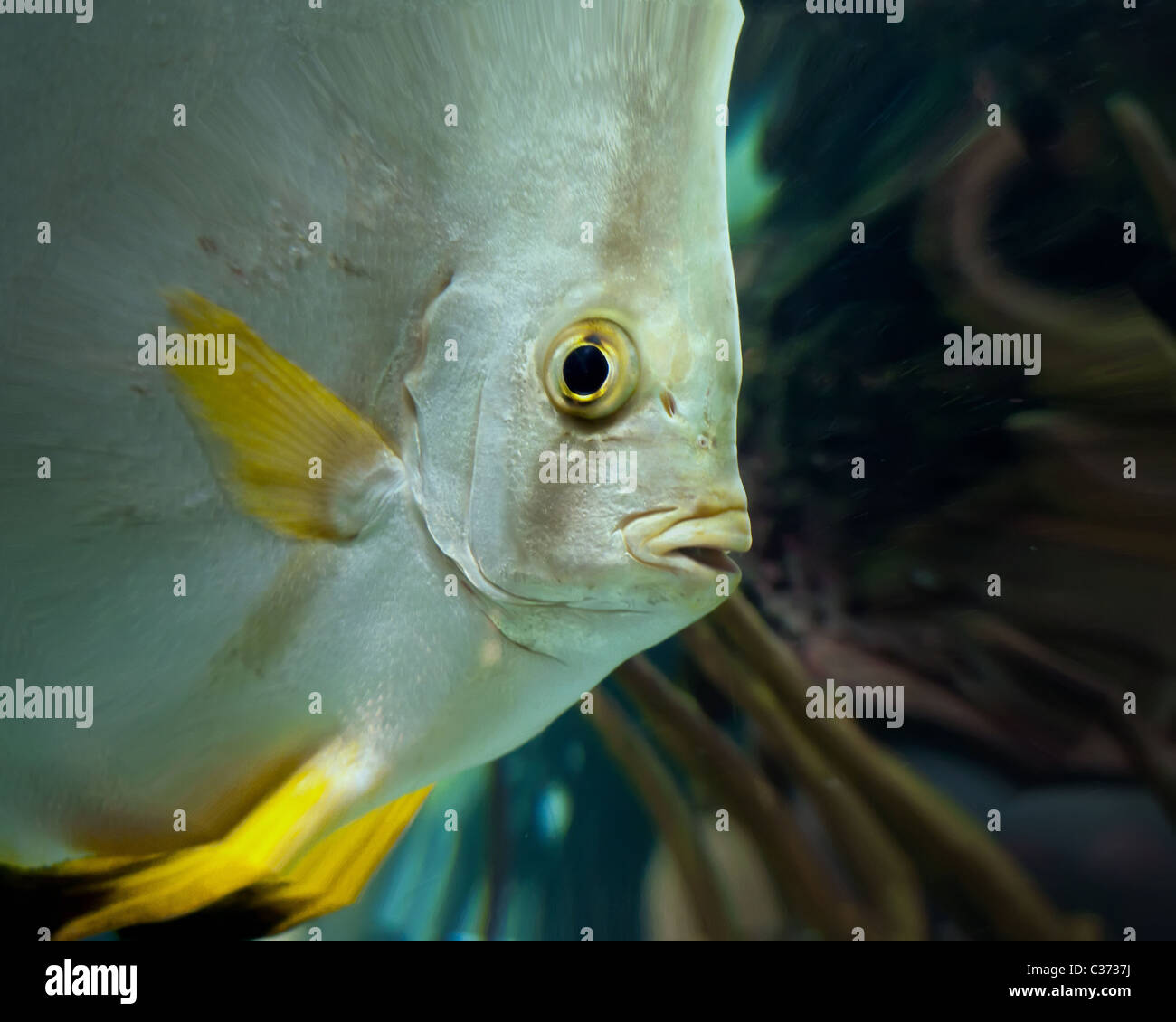 Close up de poissons anges à Los Vegas Aquarium. Stock Photography par cahyman Banque D'Images