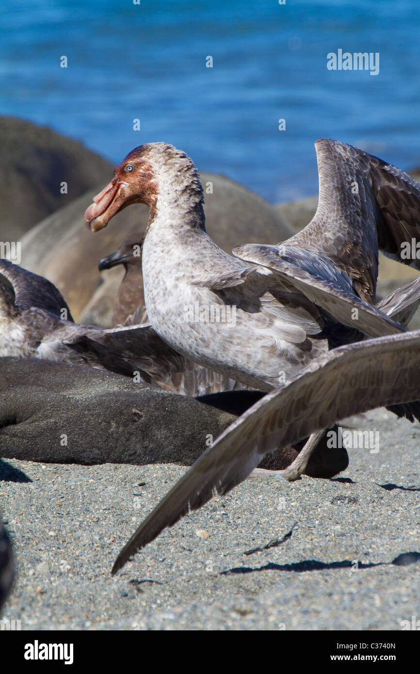 Les pétrels géants fête sur la carcasse de l'éléphant de mer morte bébé phoque, South Georgia Island Banque D'Images