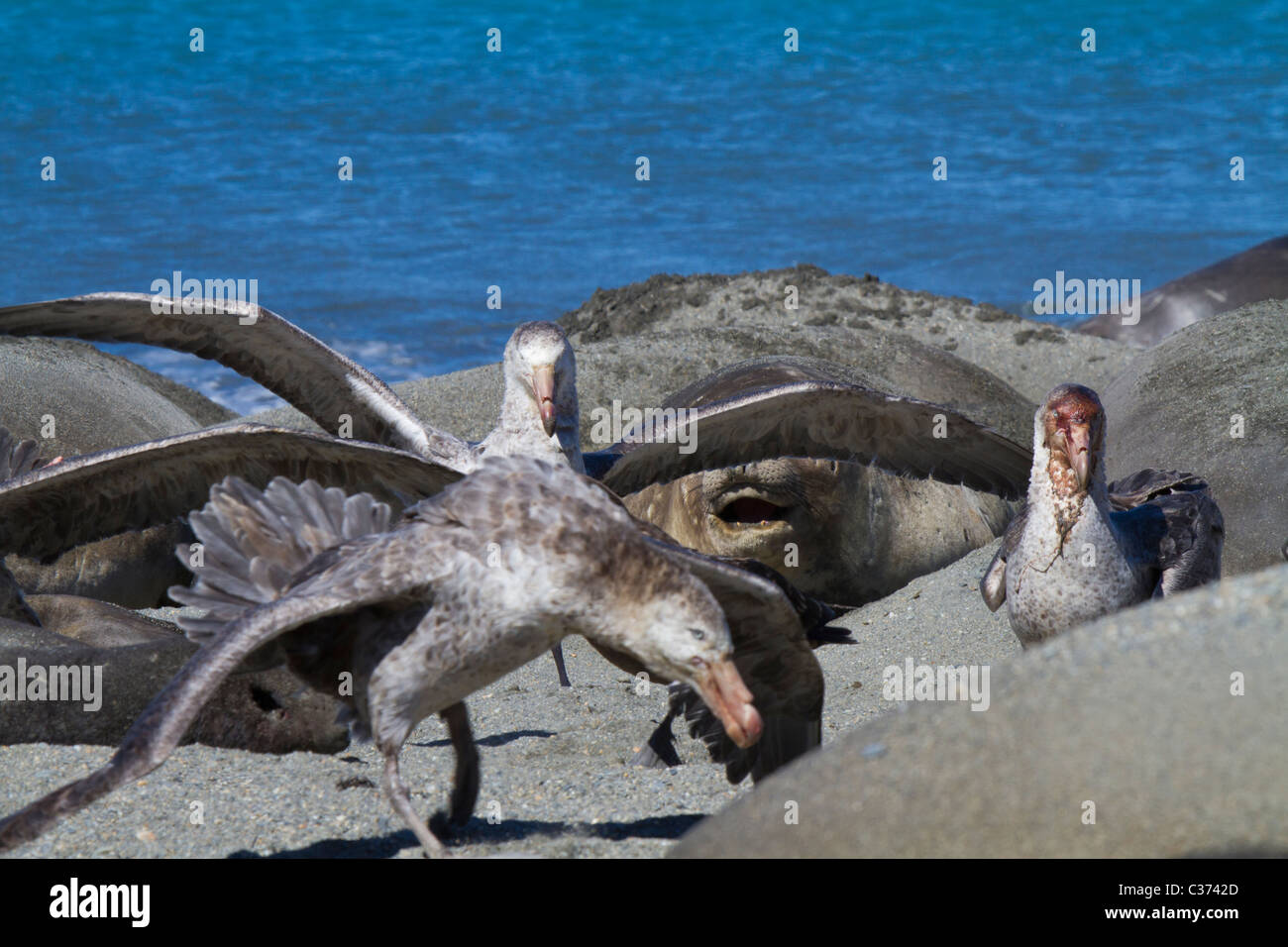 Les pétrels géants fête sur la carcasse de l'éléphant de mer morte bébé phoque, South Georgia Island Banque D'Images