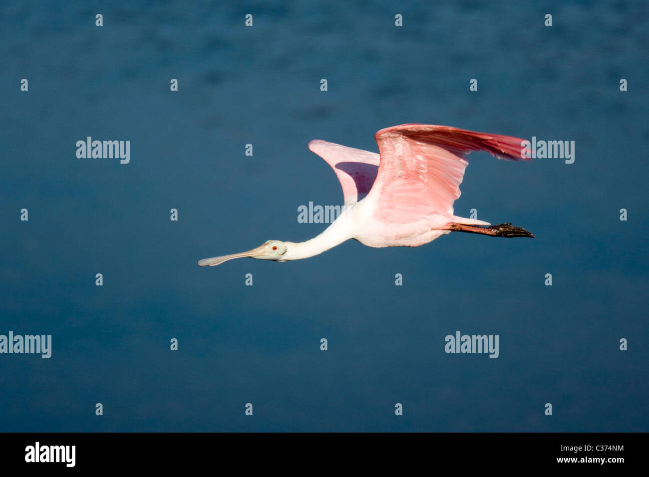 Roseate Spoonbill en vol - J.N. Ding Darling National Wildlife Refuge - Sanibel Island, Floride, USA Banque D'Images