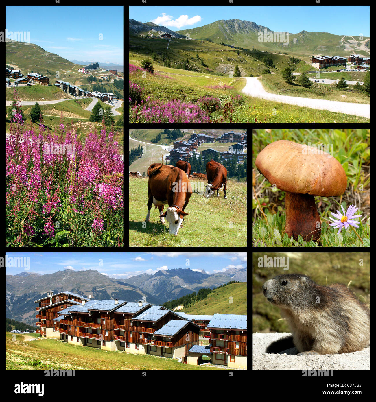 Six images paysages, les plantes, les animaux, les bâtiments des Alpes françaises... Banque D'Images