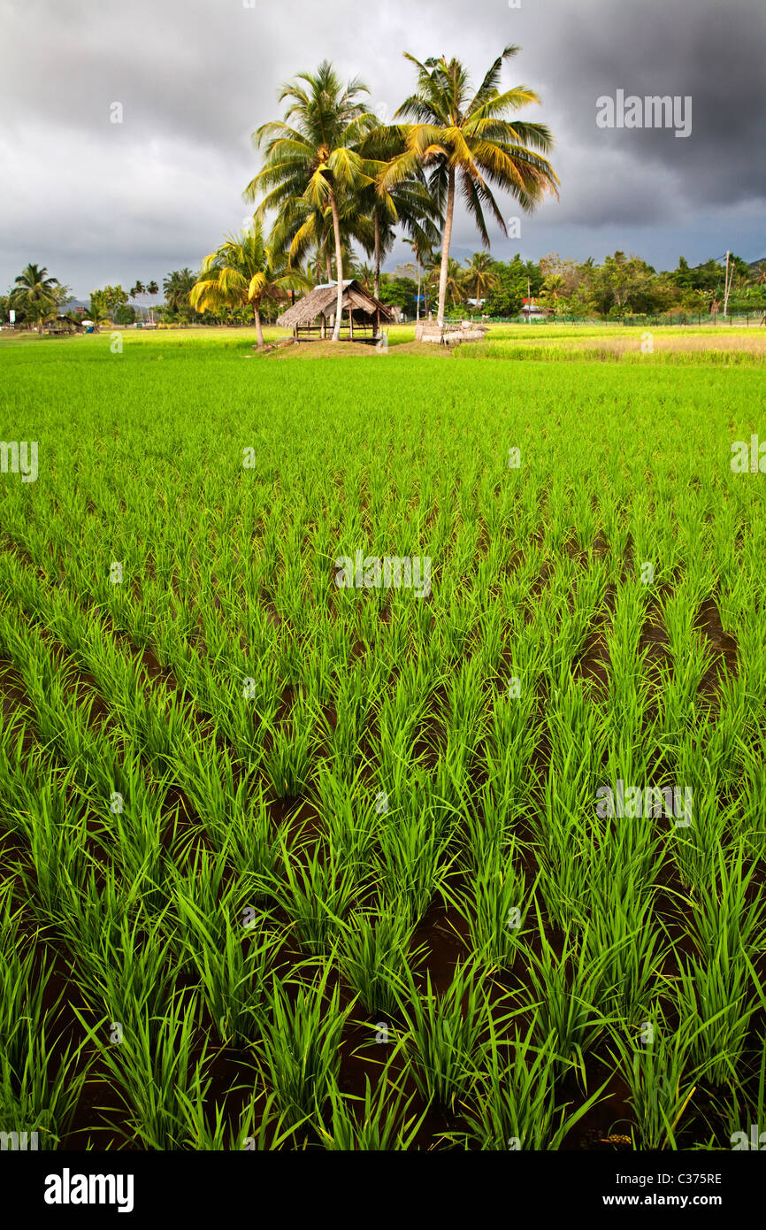 Champ de riz Banque de photographies et d’images à haute résolution - Alamy