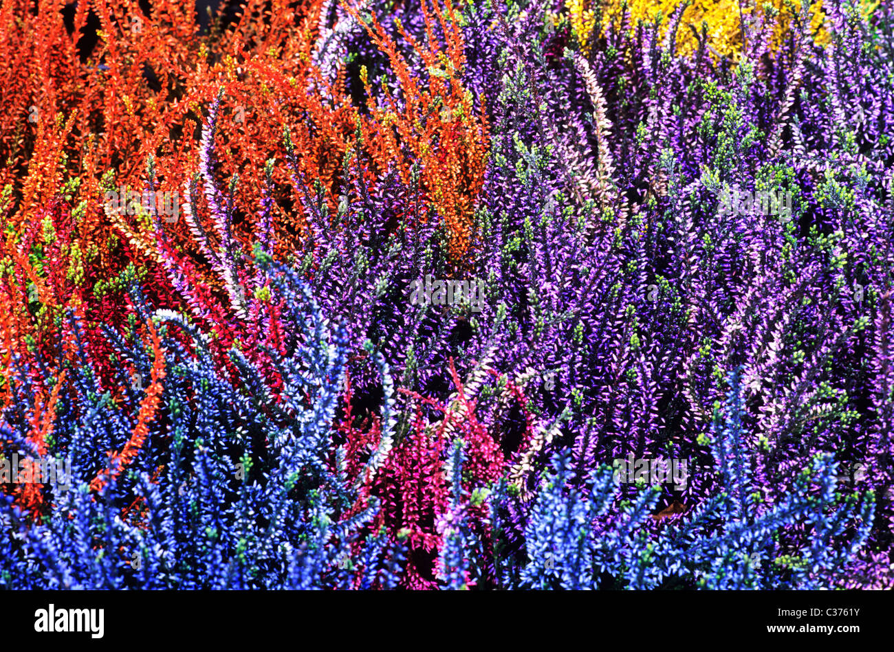 Bruyères. Automne, hiver calluna floraison fleur fleurs jardin plantes bruyère Erica coloré Couleurs mélangées Banque D'Images