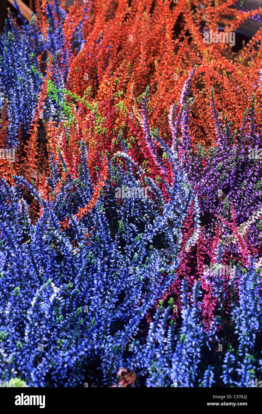 Bruyères. Automne, hiver calluna floraison fleur fleurs jardin plantes bruyère Erica coloré Couleurs mélangées Banque D'Images