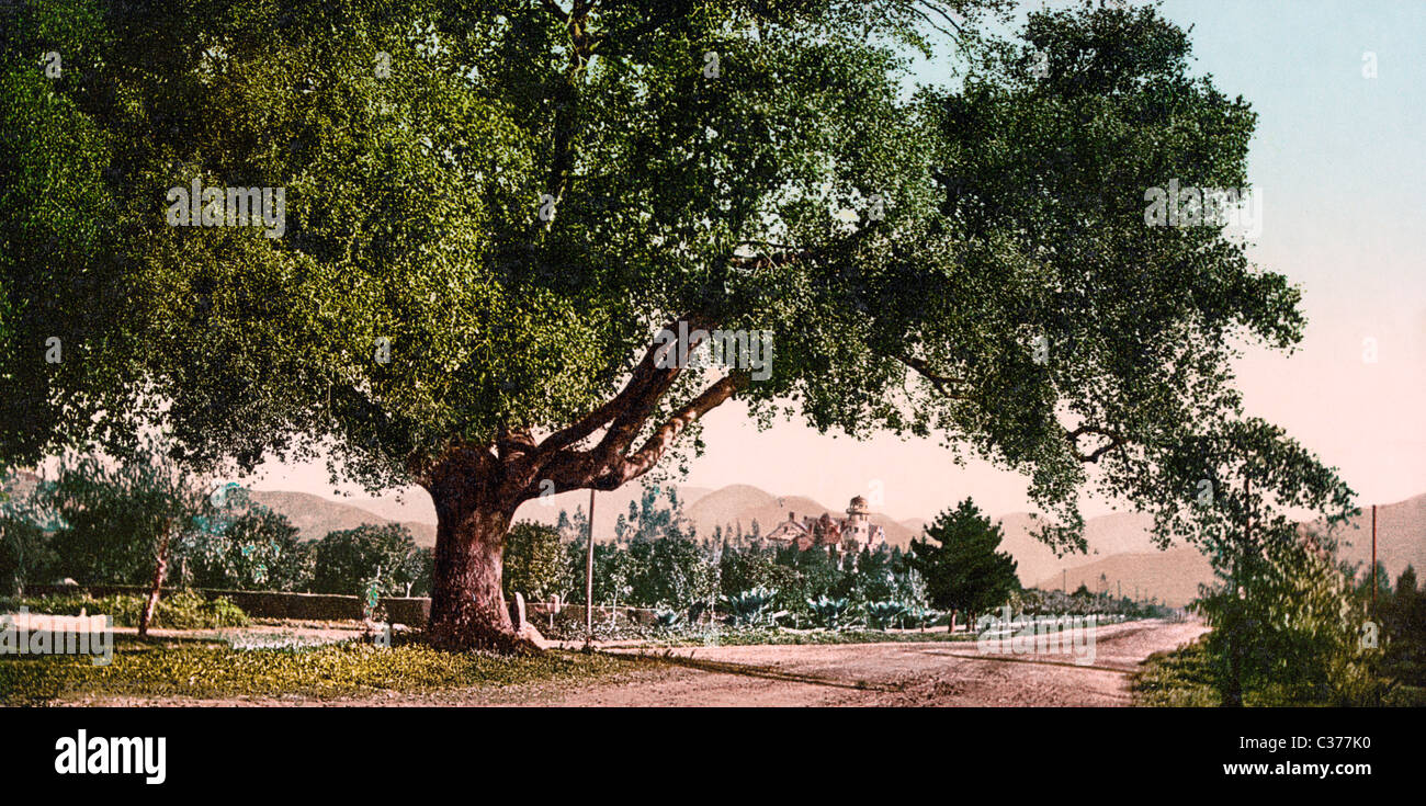 Orange Grove Avenue, Pasadena, Californie, vers 1900 Banque D'Images