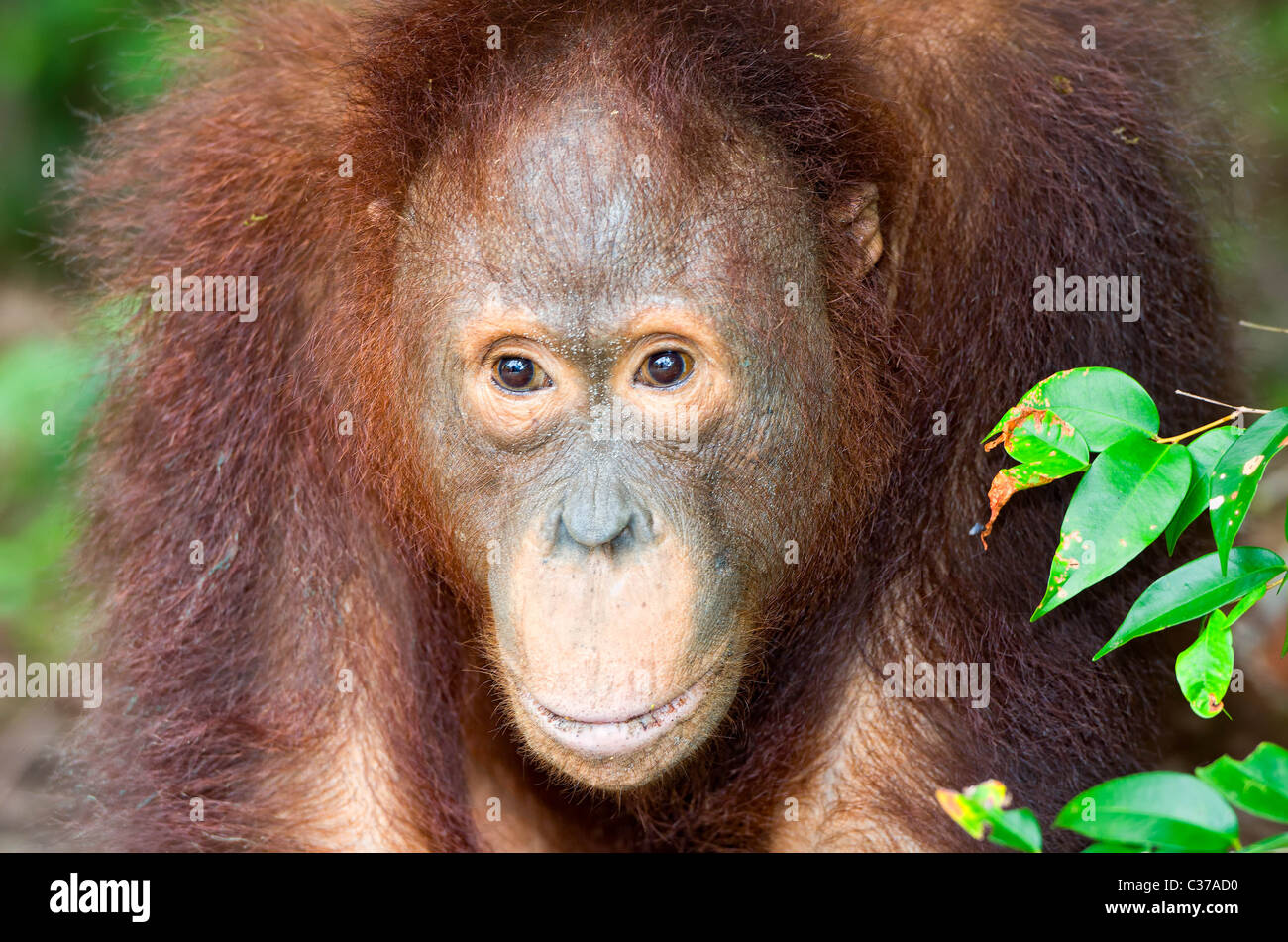Les jeunes orang-outan mâle Banque D'Images