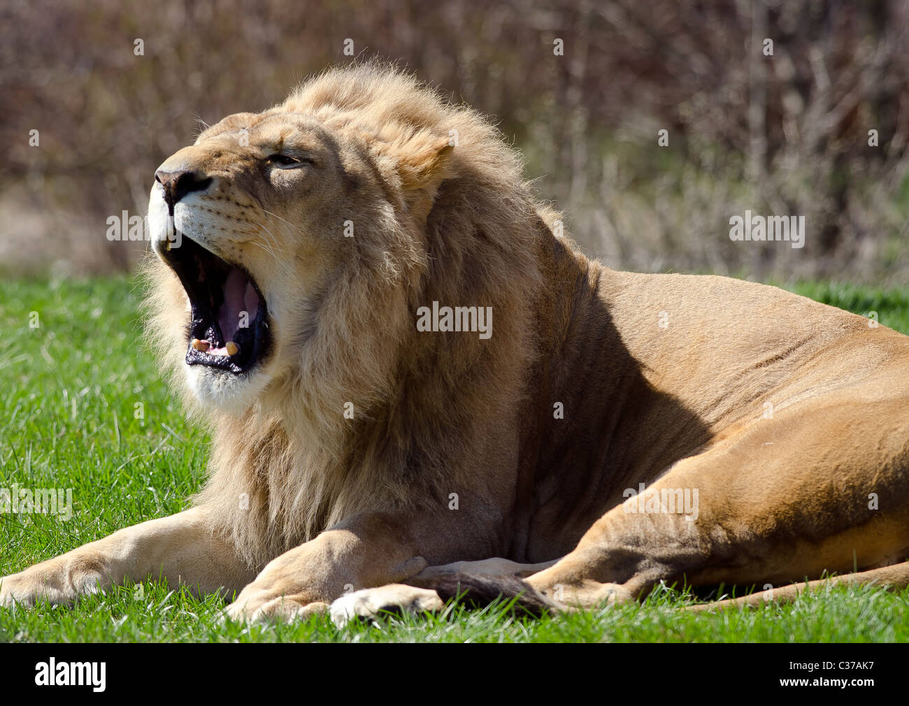 Photo d'un Lion d'Afrique mâle béant. Banque D'Images