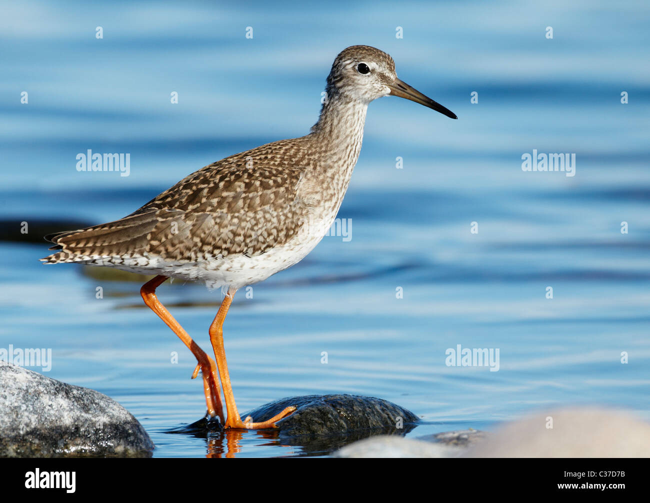 Chevalier arlequin (Tringa totanus), juvénile debout sur une pierre dans l'eau peu profonde. Banque D'Images