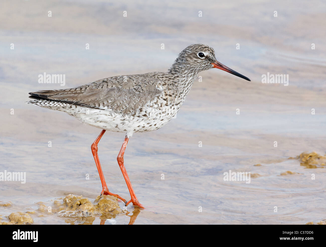 Chevalier arlequin (Tringa totanus), adulte en plumage d'hiver debout dans l'eau peu profonde. Banque D'Images Chevalier arlequin (Tringa totanus), adulte en plumage d'hiver debout dans l'eau peu profonde. Banque D'Images