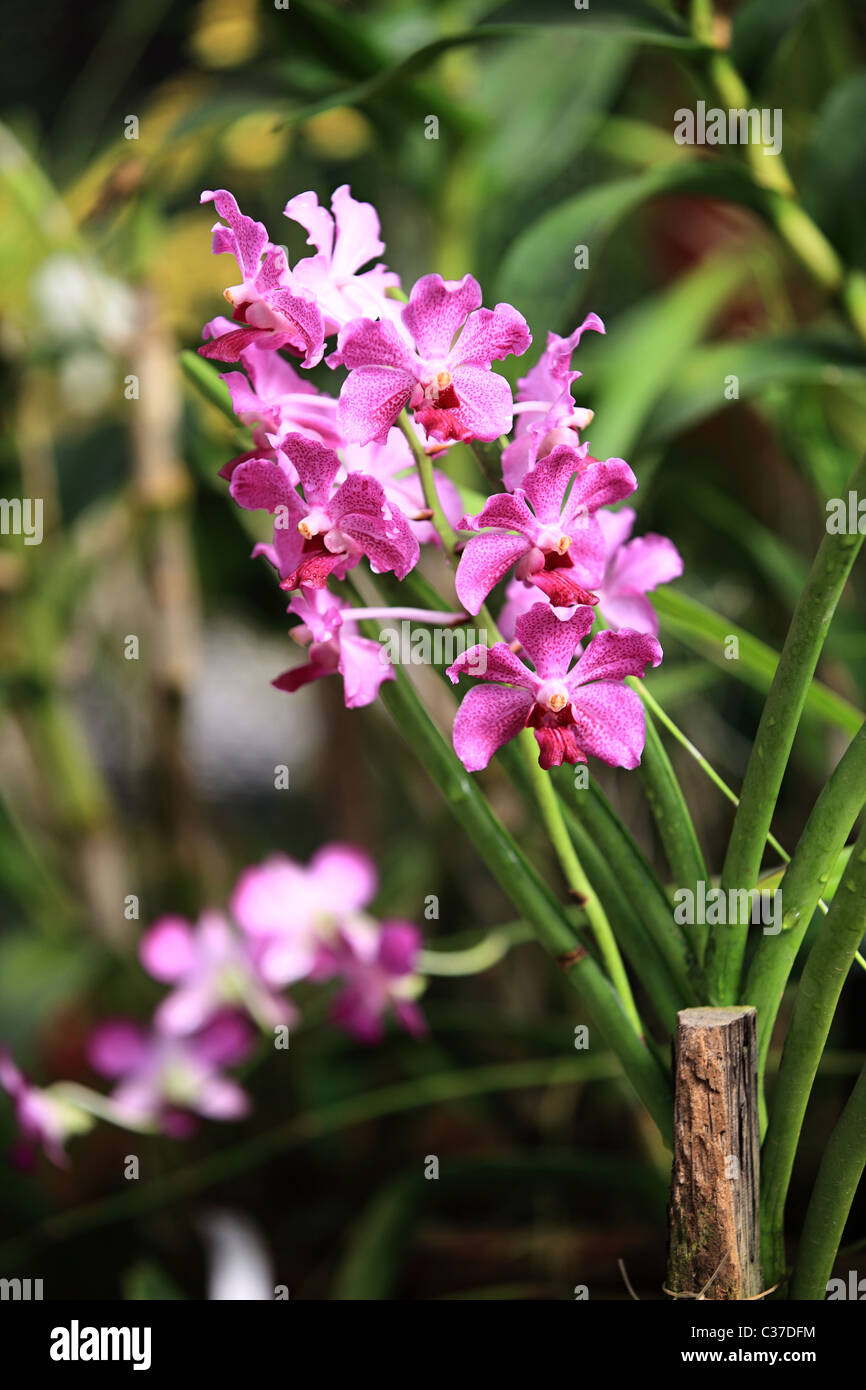 Orchidée fleur en Asie Sri Lanka Banque D'Images