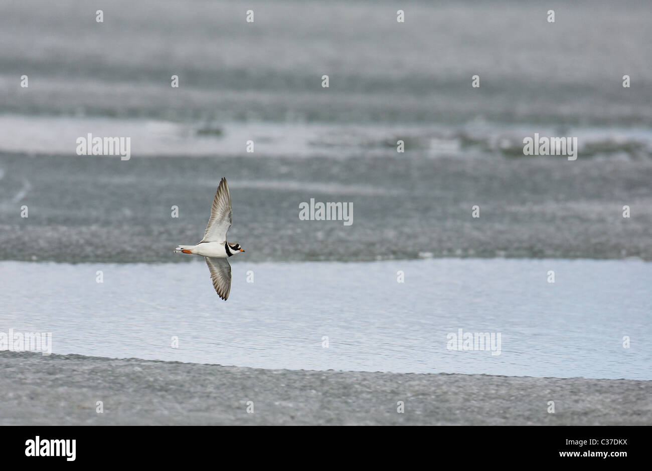 Ringed Plover (Charadrius hiaticula), vol d'affichage. Banque D'Images
