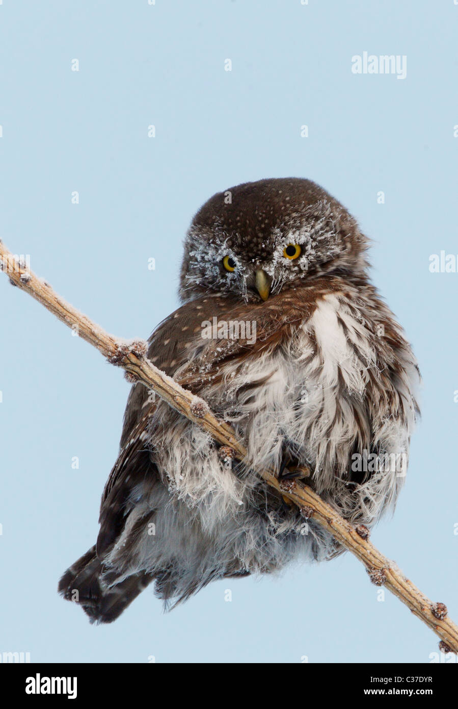 Chouette naine (Glaucidium passerinum), perché sur une branche. Banque D'Images Chouette naine (Glaucidium passerinum), perché sur une branche. Banque D'Images