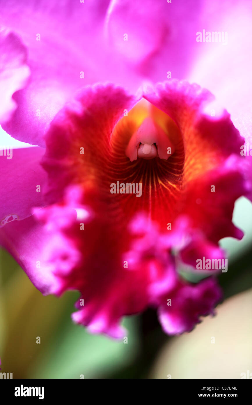 Orchidée fleur en Asie Sri Lanka Banque D'Images