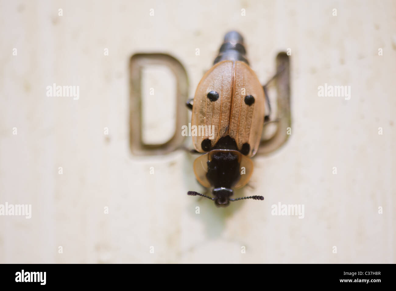 Lettre de bogue Banque de photographies et d’images à haute résolution