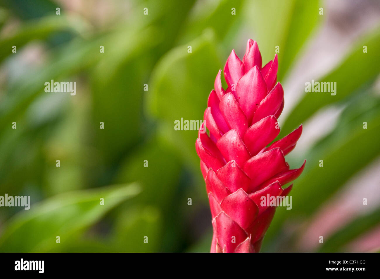 Fleur de gingembre rouge Costa Rica Banque D'Images