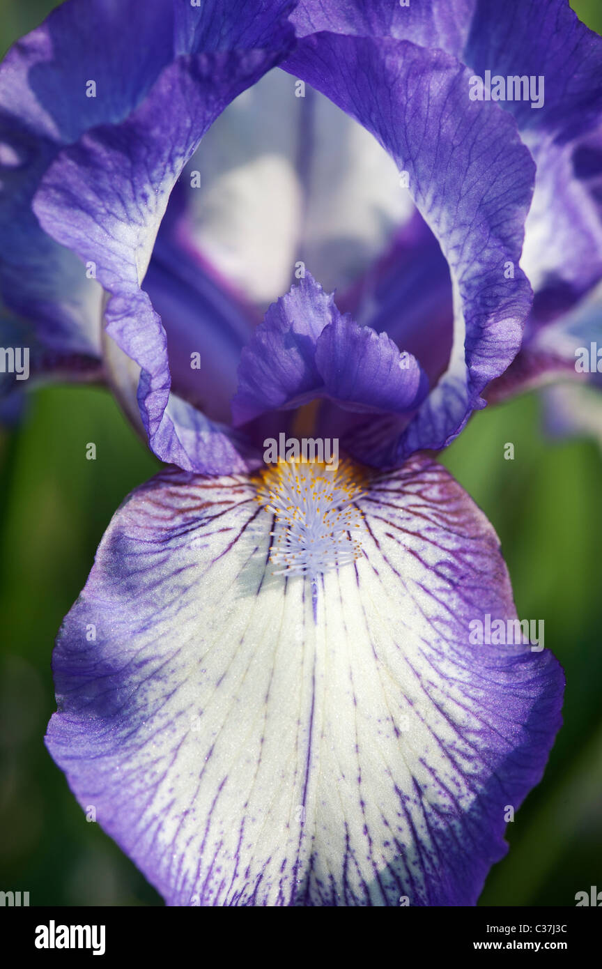 Iris intermédiaires' artic fancy' Fleur Banque D'Images