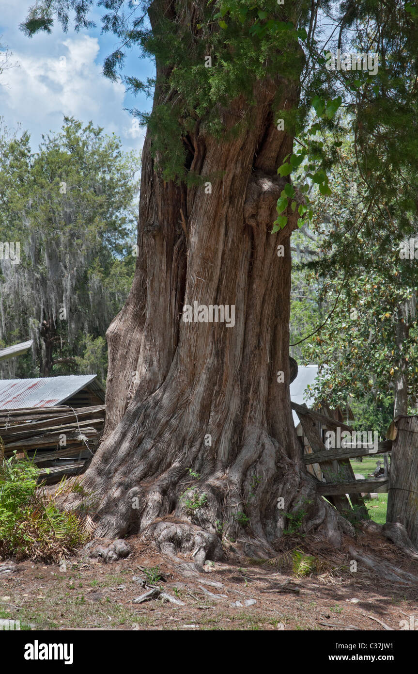 Dudley Farm State Historic Site Newberry Florida Banque D'Images