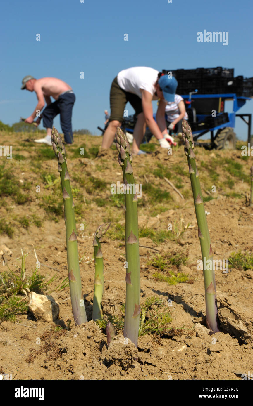 Asperges anglais cueillies par les travailleurs migrants dans le West Sussex, Angleterre Banque D'Images