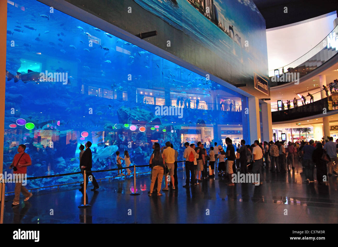 Dubai Aquarium & Underwater Zoo, le centre commercial de Dubaï, du centre-ville, Centre Commercial de Dubaï, Dubaï, Émirats Arabes Unis Banque D'Images