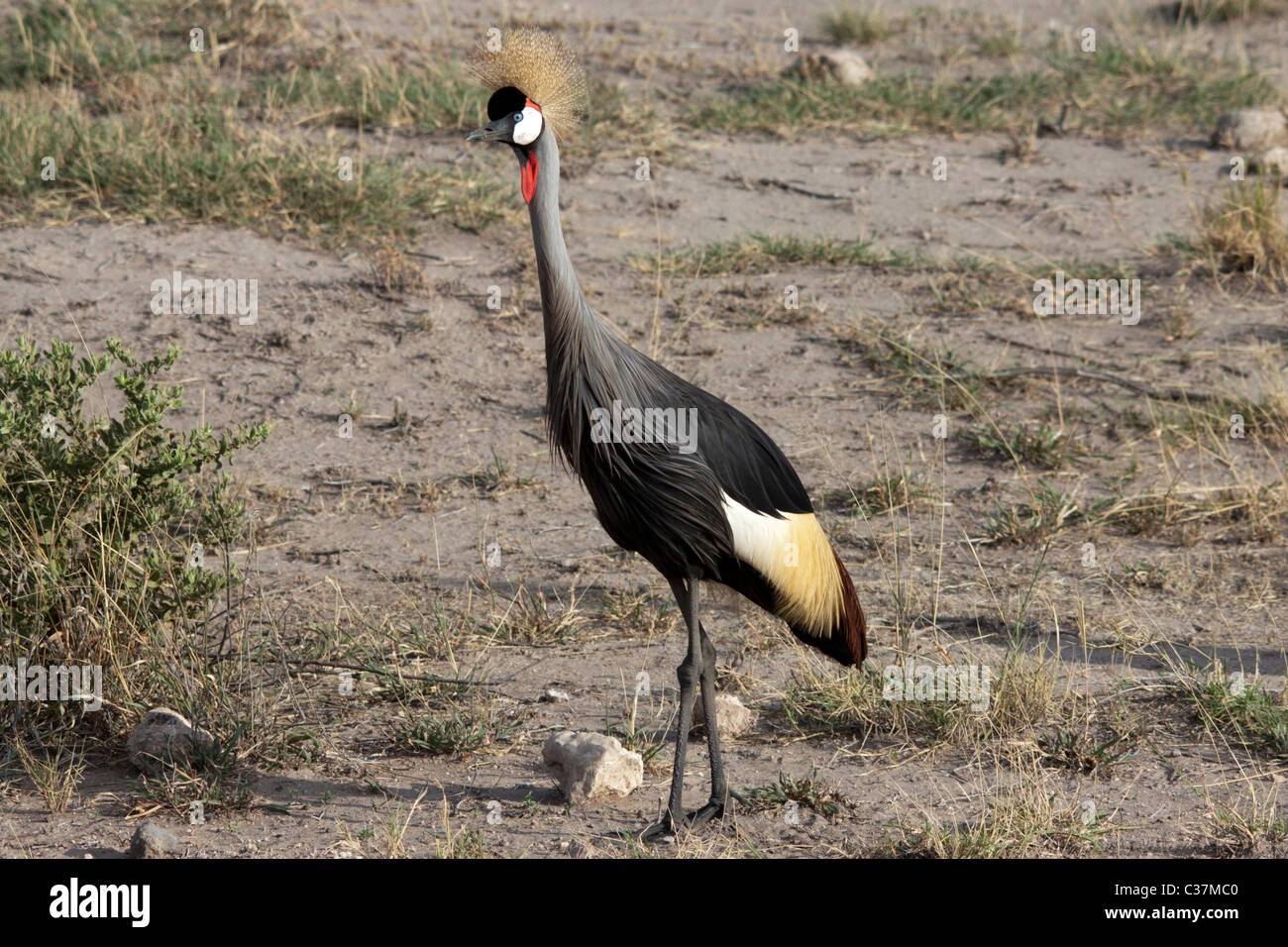 Grue couronnée grise (Balearica regulorum) Parc National d'Amboseli, Kenya, Afrique de l'Est Banque D'Images