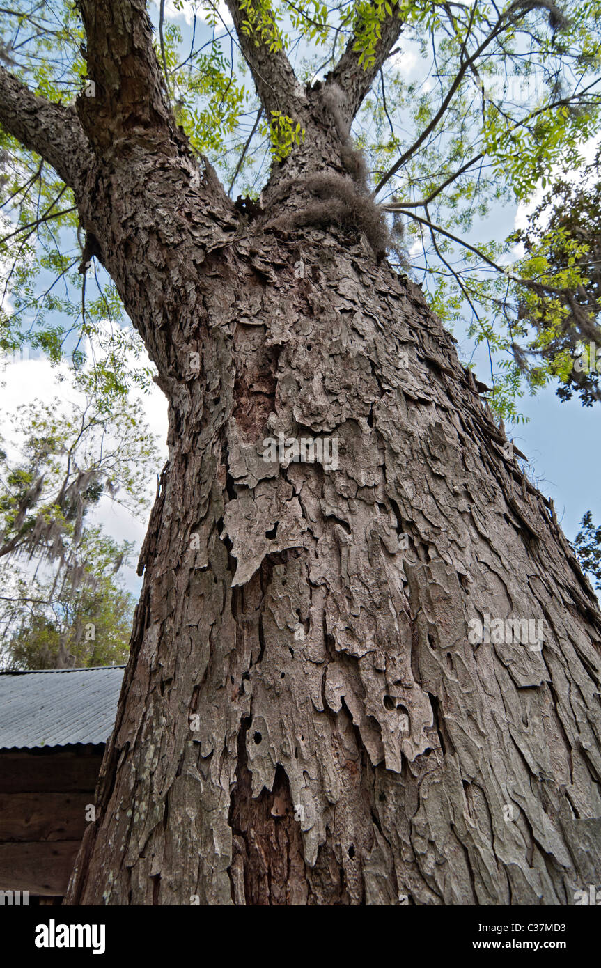 Dudley Farm State Historic Site Newberry Floride pecan tree Banque D'Images Dudley Farm State Historic Site Newberry Floride pecan tree Banque D'Images