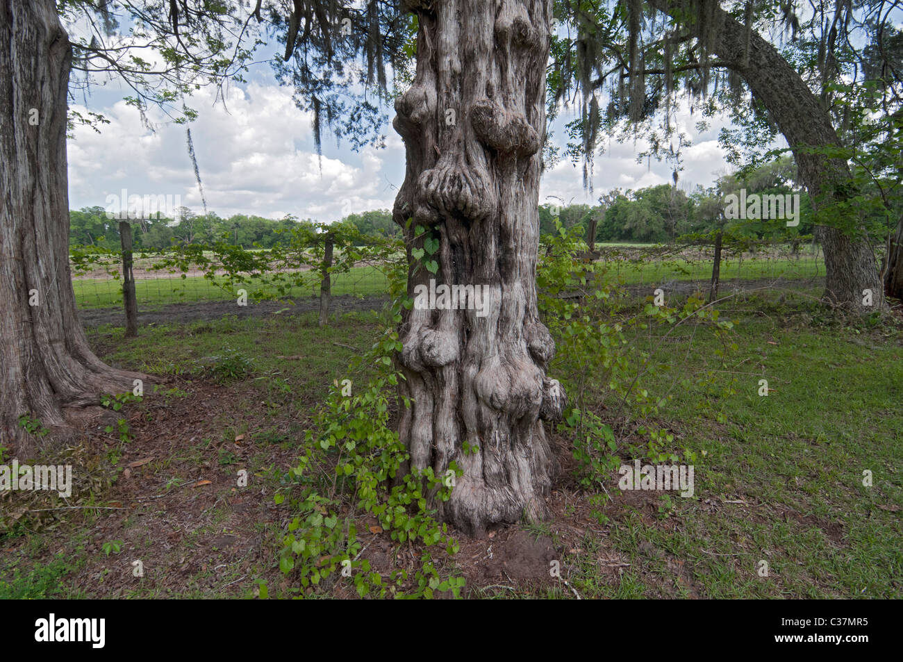 Dudley Farm State Historic Site Newberry noué en Floride du sud de l'ancien tronc de cèdre rouge à côté des champs de ferme Banque D'Images Dudley Farm State Historic Site Newberry noué en Floride du sud de l'ancien tronc de cèdre rouge à côté des champs de ferme Banque D'Images