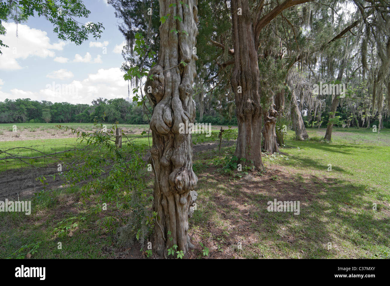 Dudley Farm State Historic Site Newberry noué en Floride du sud de l'ancien tronc de cèdre rouge à côté des champs de ferme Banque D'Images Dudley Farm State Historic Site Newberry noué en Floride du sud de l'ancien tronc de cèdre rouge à côté des champs de ferme Banque D'Images