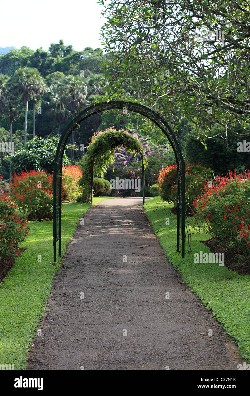 Beau jardin chemin en Asie Sri Lanka Banque D'Images