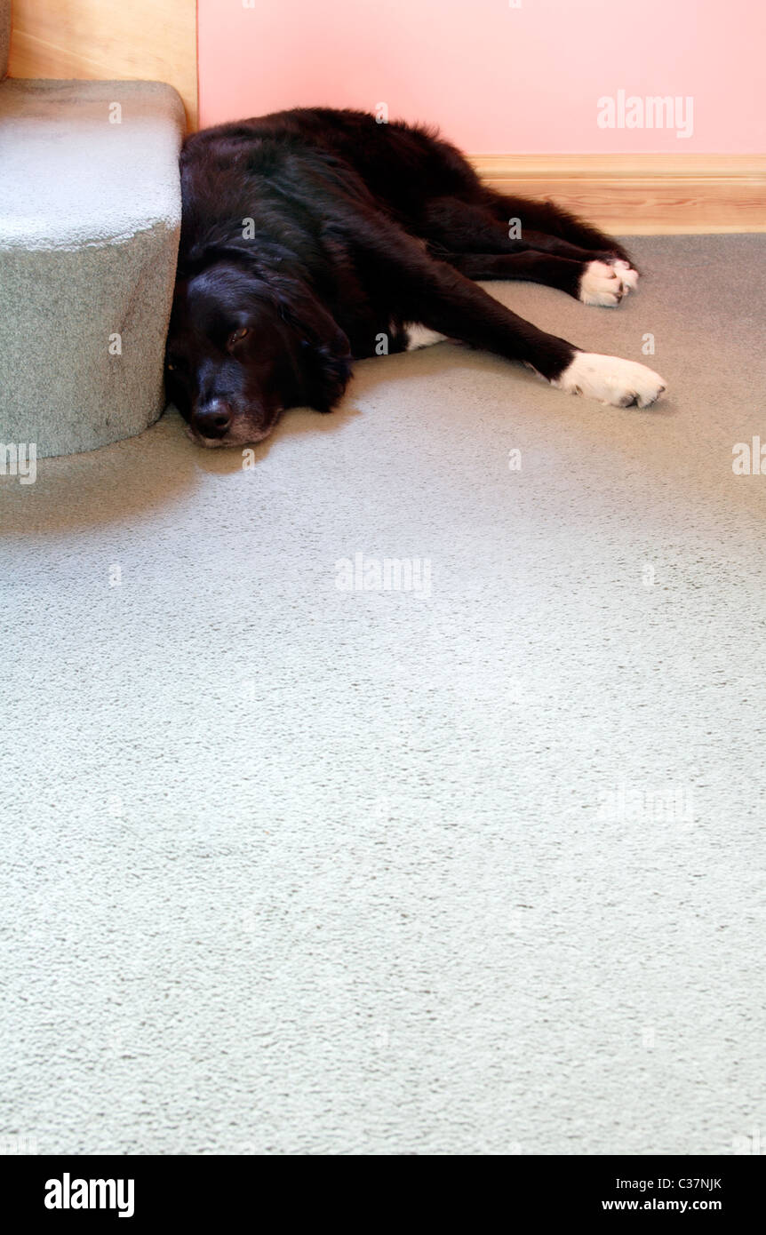 Cross Border Collie labrador chien couché au pied de l'escalier Banque D'Images