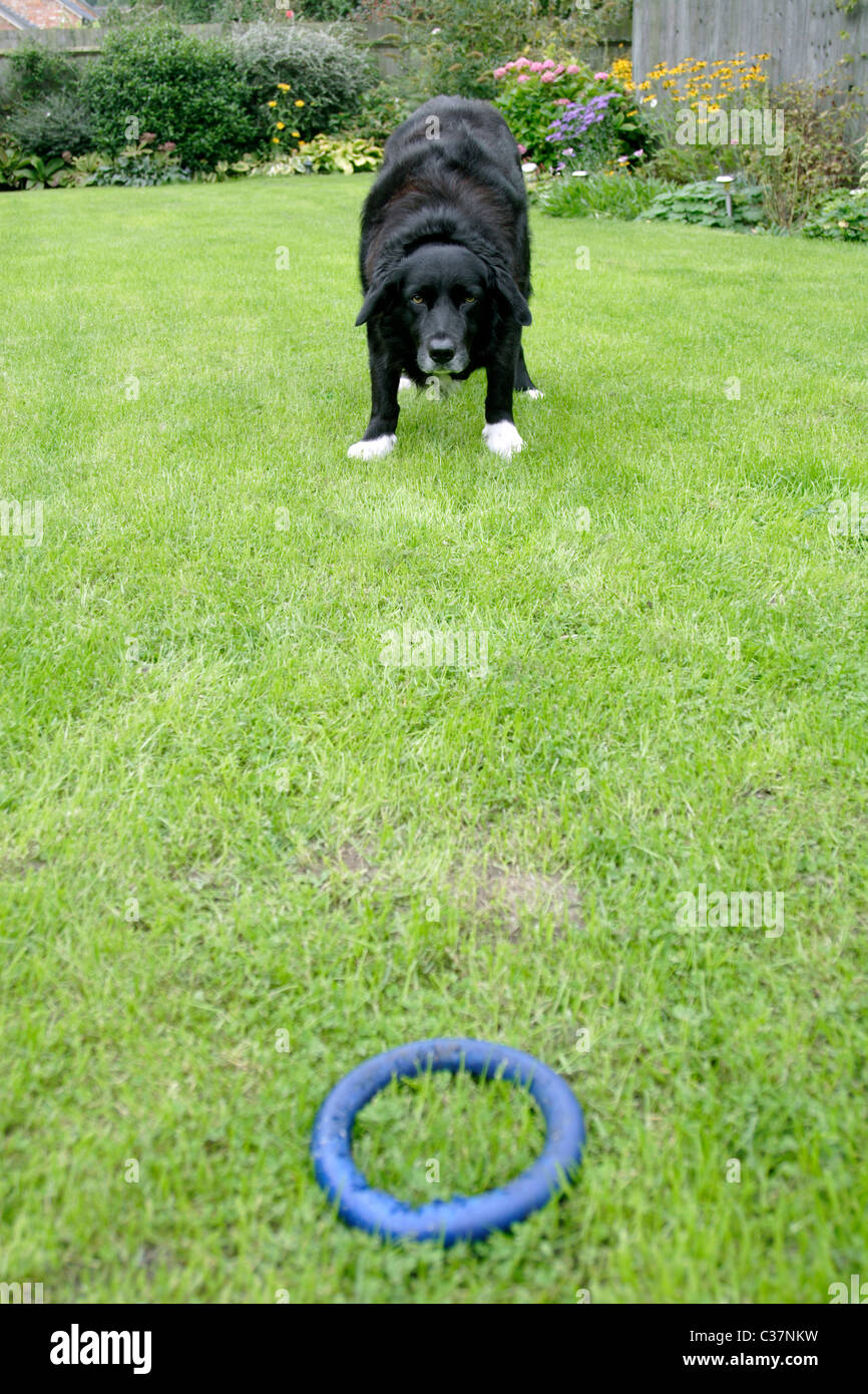 Cross Border Collie Labrador chien jouant avec jouet en caoutchouc dans un jardin anglais Banque D'Images