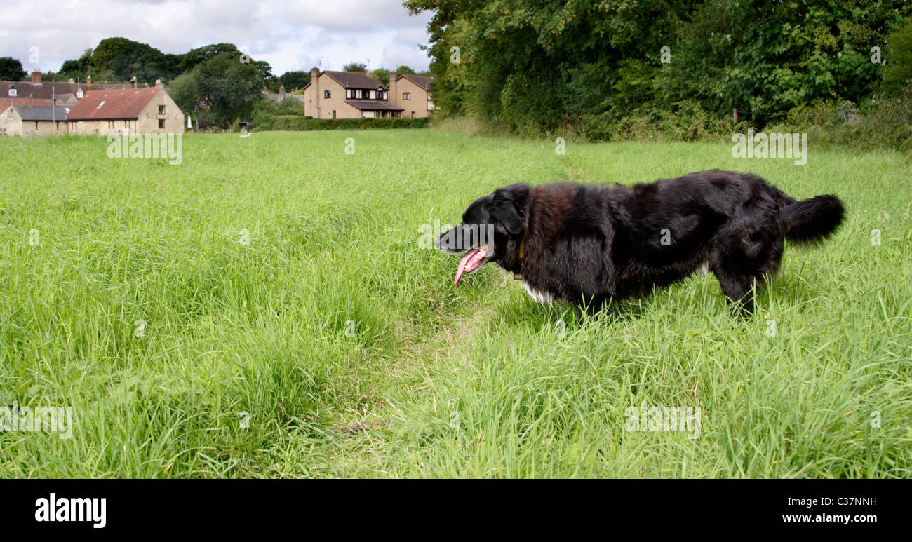 Cross Border Collie chien labrador en pelouse, Angleterre , Royaume-Uni Banque D'Images