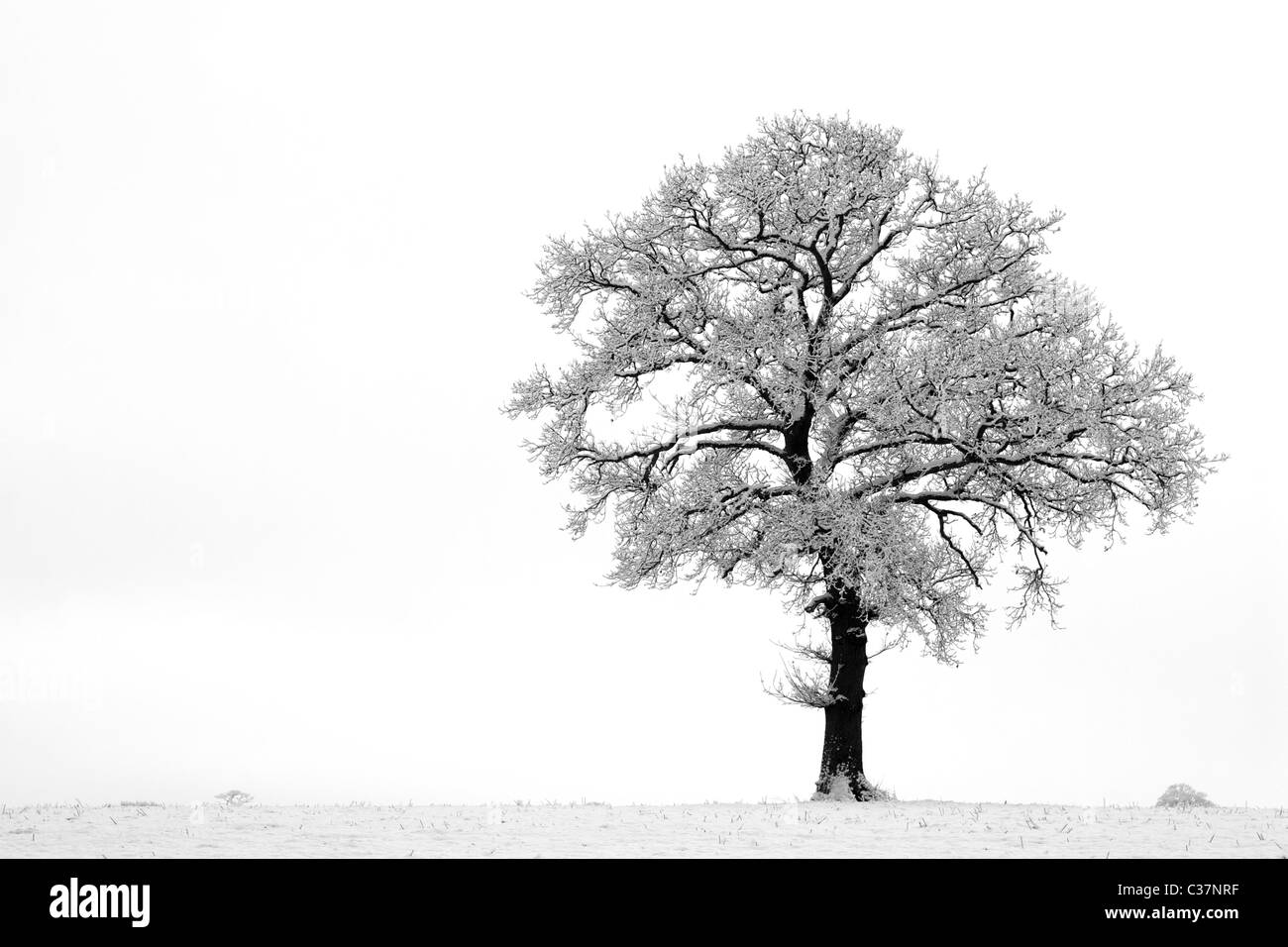 Arbre de chêne français (Quercus robur) dans la neige, England, UK Banque D'Images