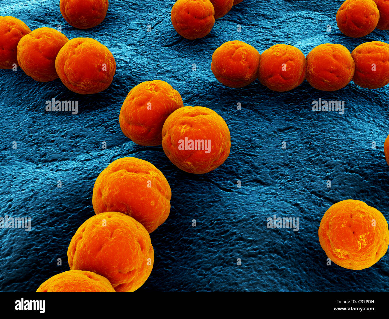 Streptococcus bacteria Banque de photographies et d’images à haute résolution Alamy